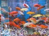 Aquarium Fish sale